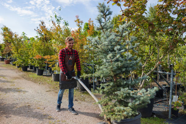 The Steps Involved in Our Tree Care Process in Ninnekah, OK